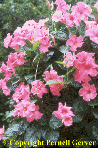 Mandevilla 'Alice Du Pont'