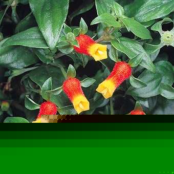 Firecracker Vine (Manettia luteorubra)
