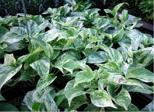 Pothos 'Marble Queen'