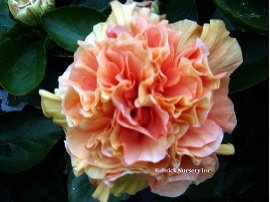 Hibiscus 'Maria Montessori'