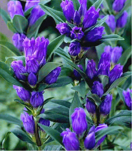 Gentiana 'Marsha'