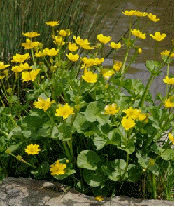 Marsh Marigold