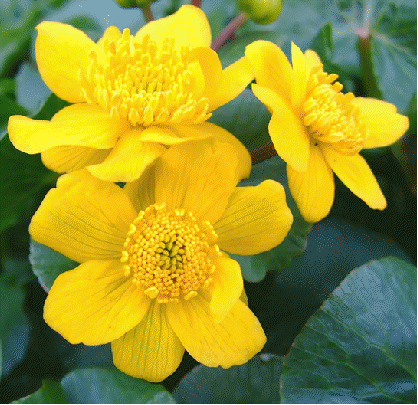 Marsh Marigold