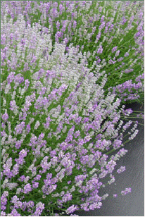 English Lavender 'Martha Roderick'