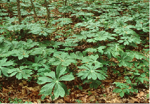 Mayapple