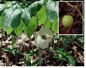 Mayapple flower