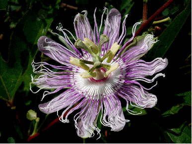 Maypop