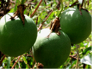 Maypop fruit