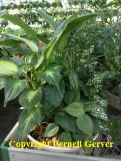 Medium Dish Garden