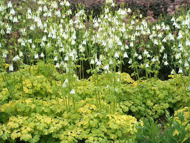 Columbine 'Mellow Yellow', Aquilegia