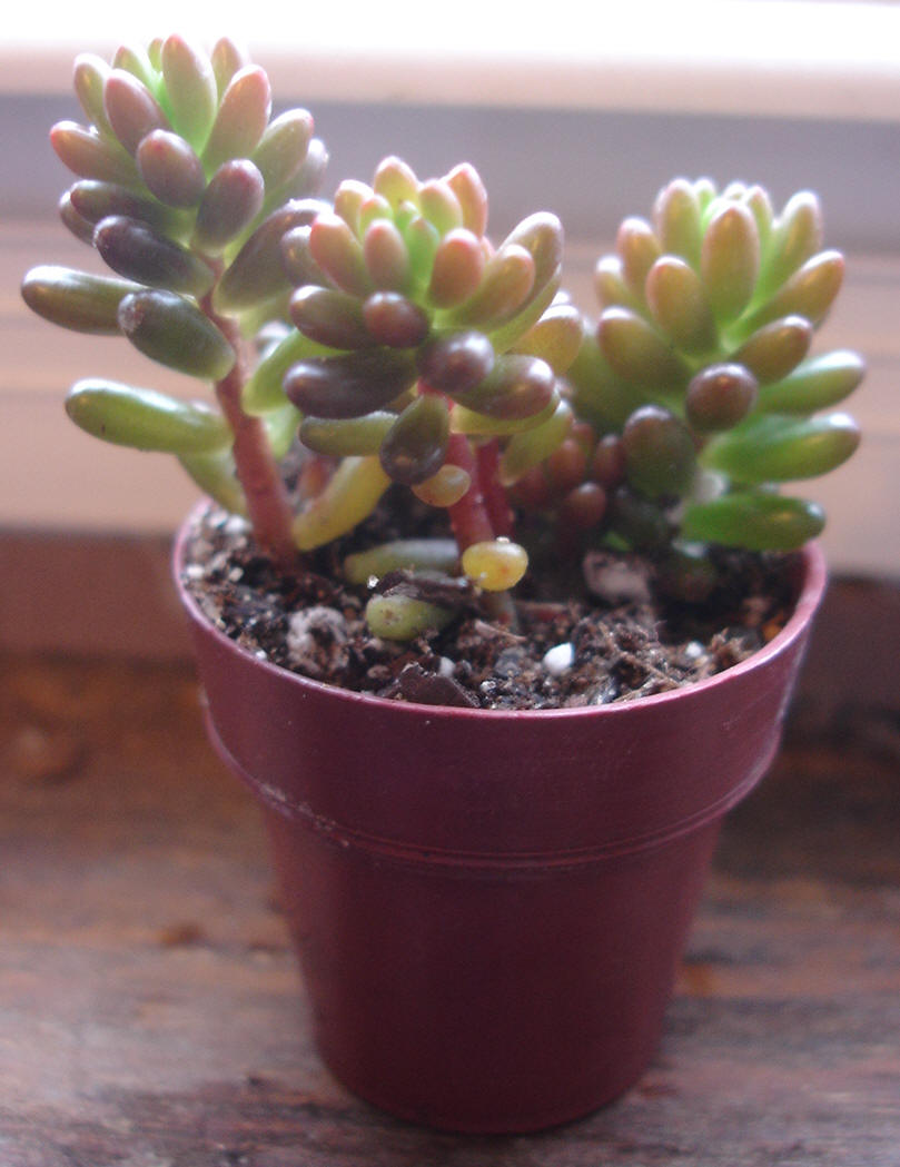 Mexican Beads Sedum