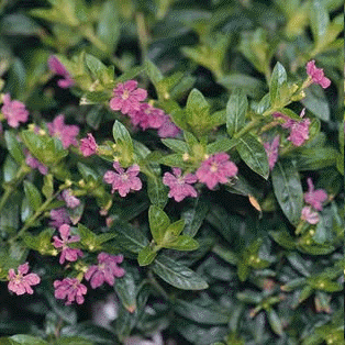 Mexican heather, Cuphea hyssopifolia
