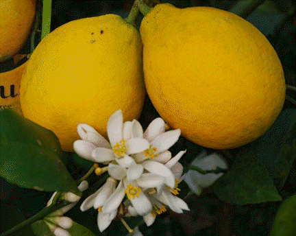 Meyer Lemon