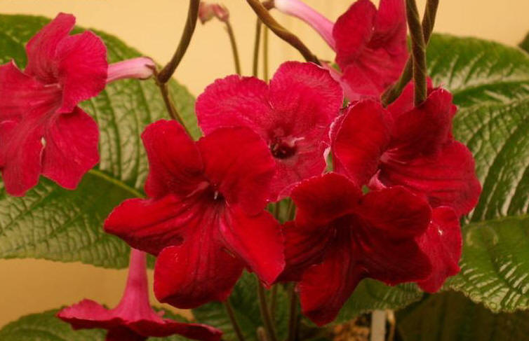 Cape Primrose 'Midnight Flame'