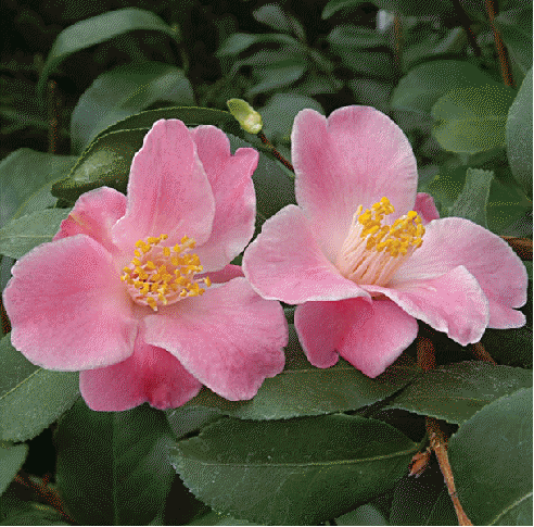 Camellia 'Minato-No-Akebono'