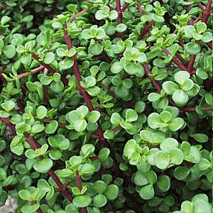 Miniature Jade Plant (Portulacaria afra)