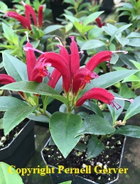 Miniature Lipstick plant