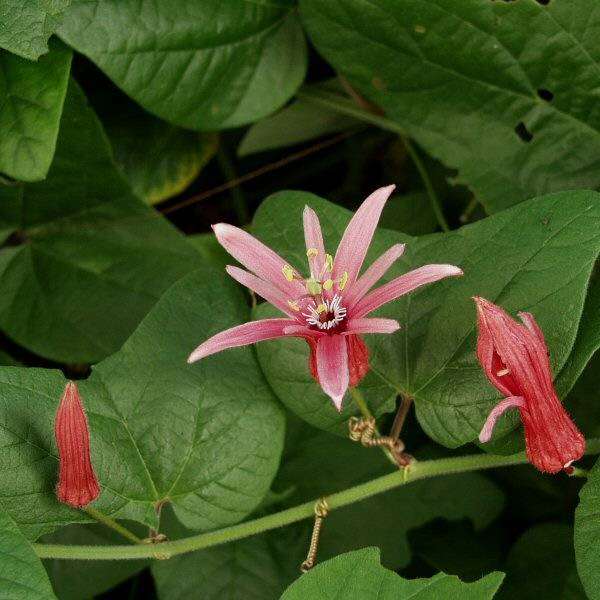 Miniature Pink Passion Flower