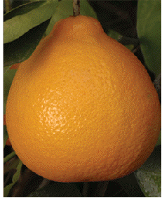 Citrus x tangelo 'Minneola'