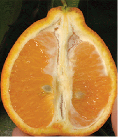 Citrus x tangelo 'Minneola'