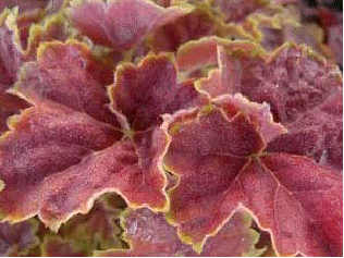 Heuchera 'Miracle'