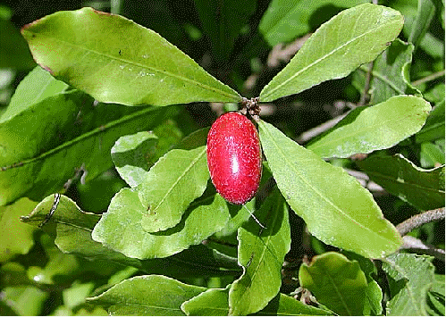 Miracle Fruit