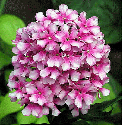 Phlox 'Miss Elie'