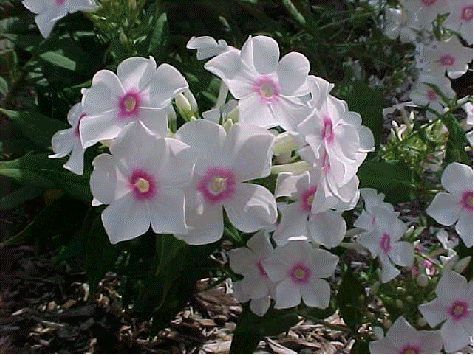 Phlox 'Miss Holland'