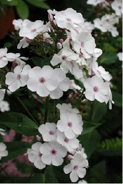 Phlox 'Miss Jill'