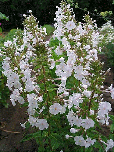 Phlox 'Miss Lingard'
