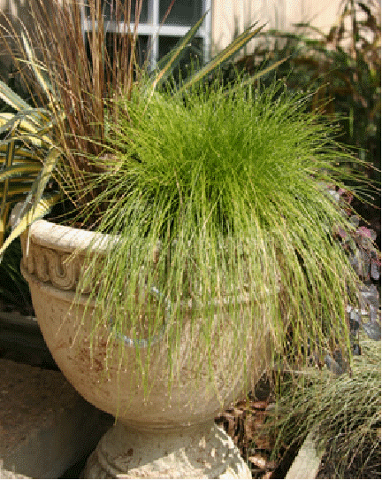 Mock Bulrush, also called fiber optic plant, Scirpus cernuus, also known as Isolepis cernuua)