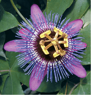 Passion Flower 'Monika Fischer'