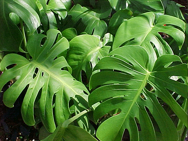 Split Leaf Philodendron, also called Swiss Cheese Plant