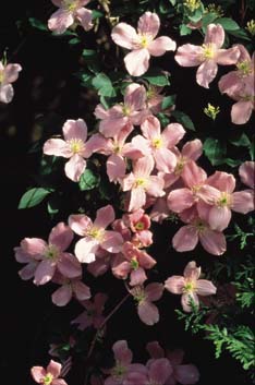 Clematis montana rubens