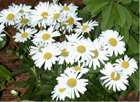 Montauk Daisy
