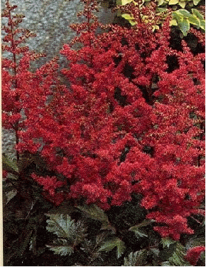 Astilbe 'Montgomery'