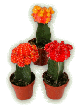 Moon Cacti