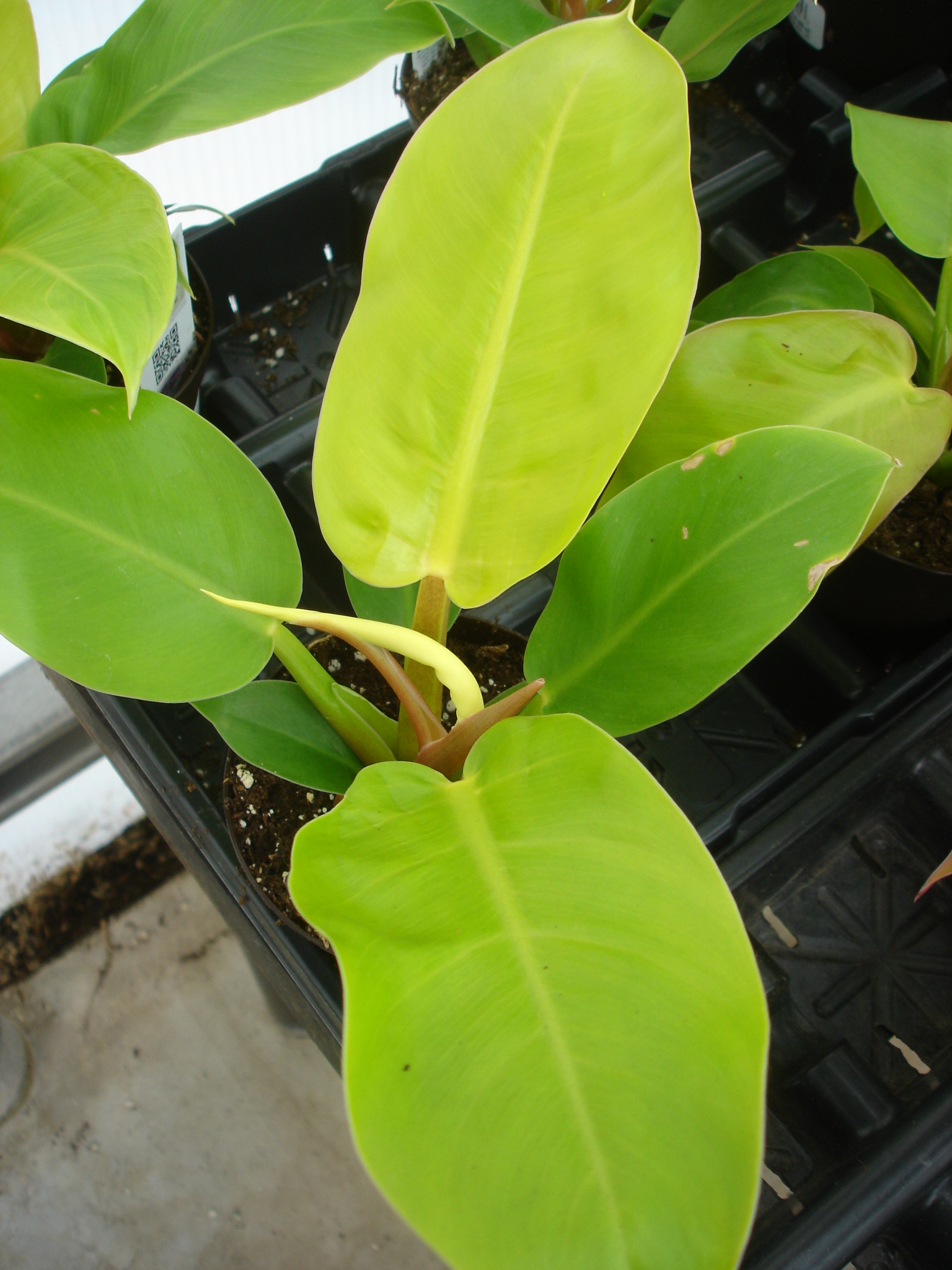 Philodendron 'Moonlight'