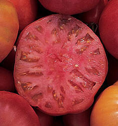 Tomato 'Mortgage Lifter'
