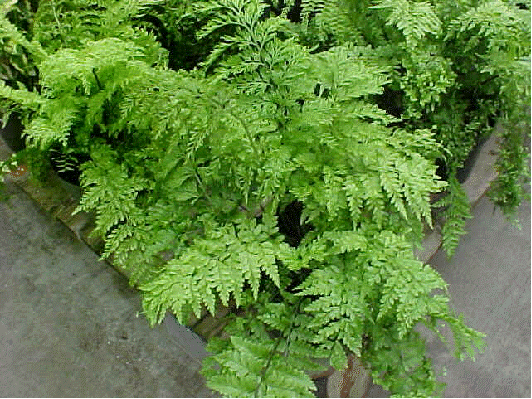 Mother fern