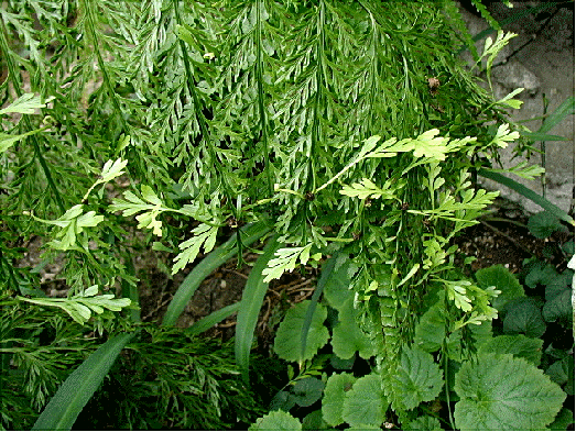Mother fern