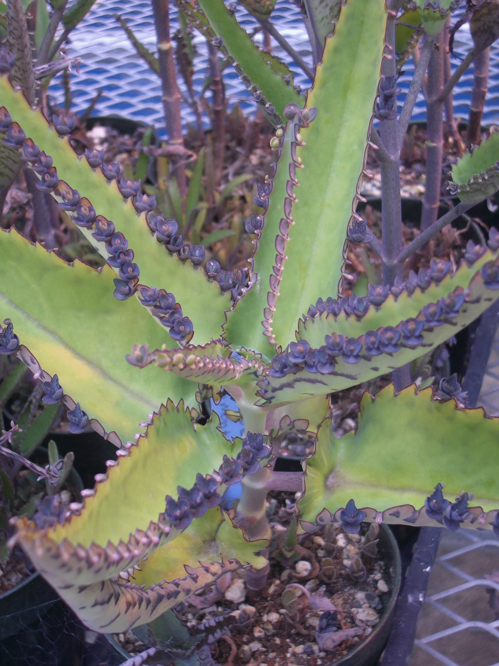 Mother of Thousands, Maternity plant, devil's backbone, mexican hat plant, kalanchoe daigremontiana