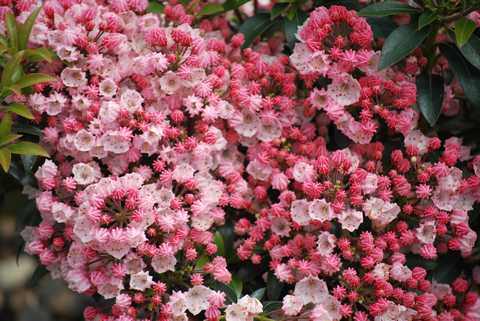 Mountain Laurel 'Tiddlywinks'