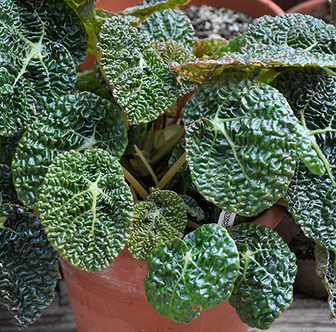 Begonia moyesii
