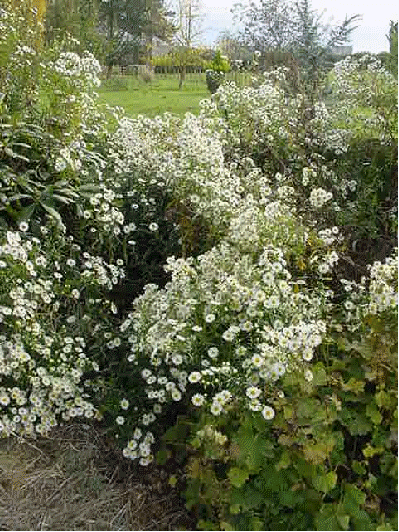 New England aster 'Mt. Everest'