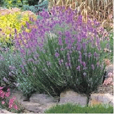 English Lavender 'Munstead'