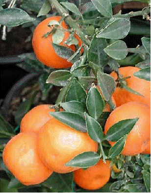 Myrtle Leaf Orange