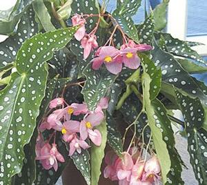 Begonia 'My Special Angel'