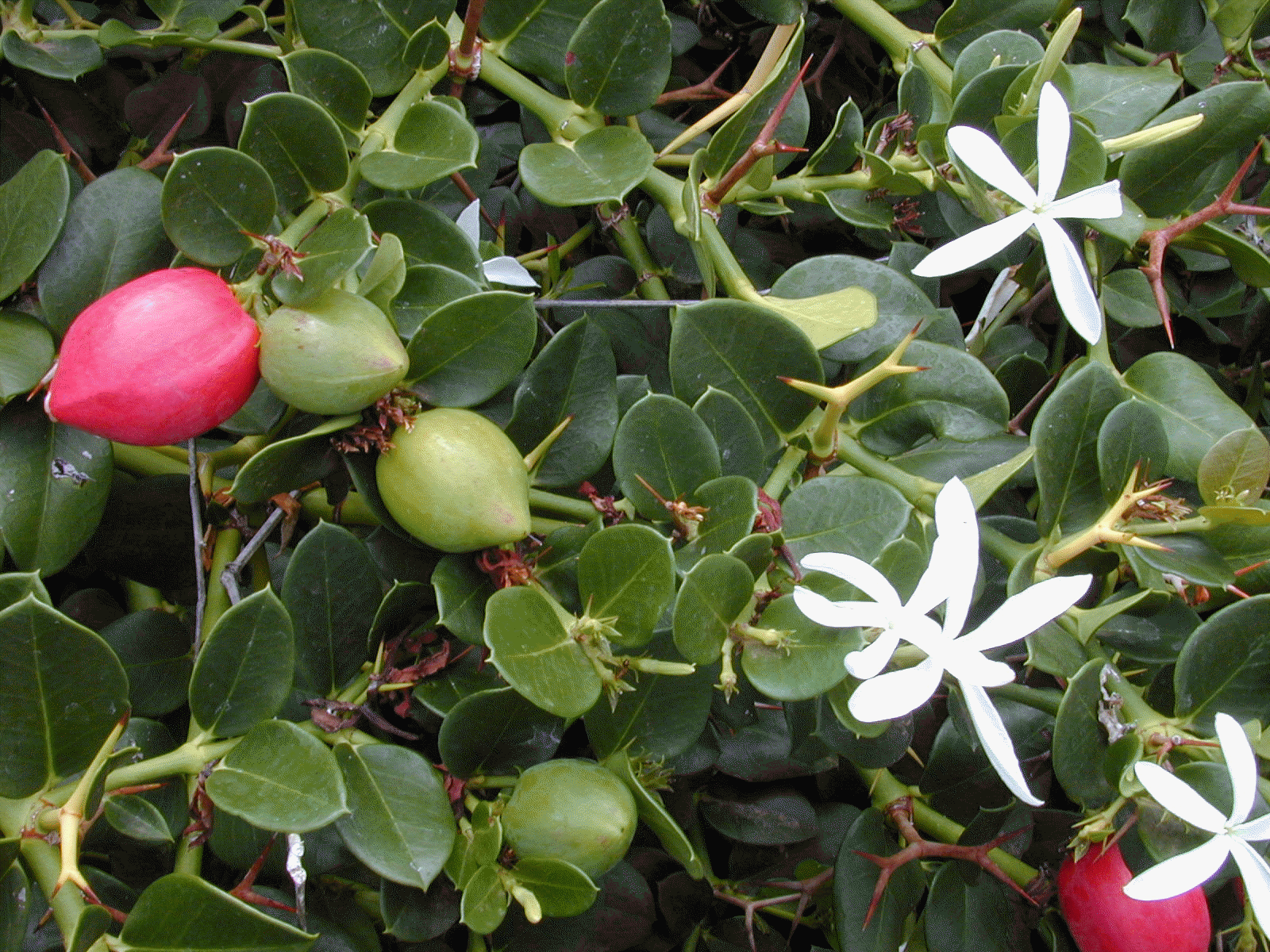 Natal Plum