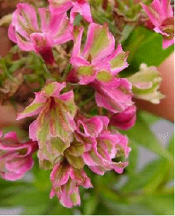 Phlox 'Natural Feelings'